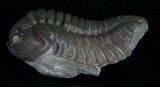 Prone Flexicalymene Trilobite From Ohio #10873-2